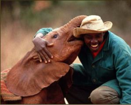 The David Sheldrick Wildlife Trust