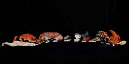 Inhabitants - Pedro Neves Marques, Mariana Silva
