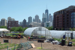 City Farm